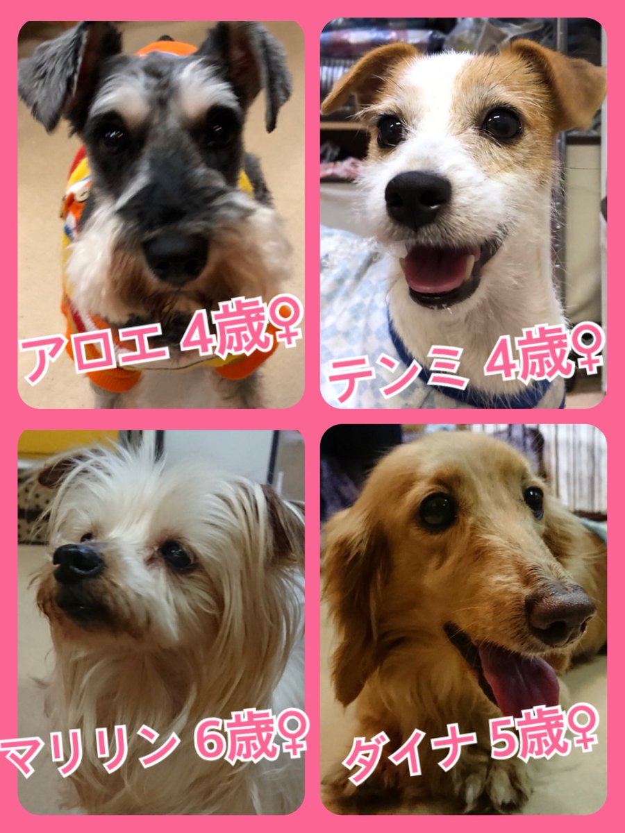 🐾今日の里親様募集中ワンコ🐶メンバーです🐾2018,9,17